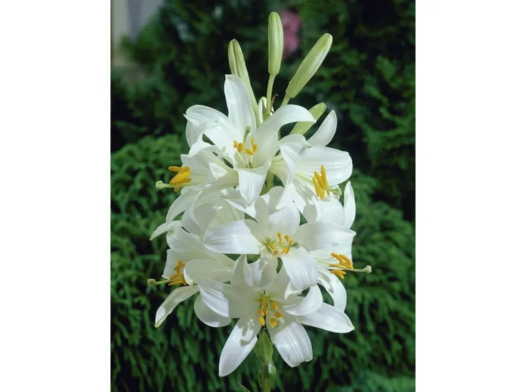 Lilium candidum, noto come 