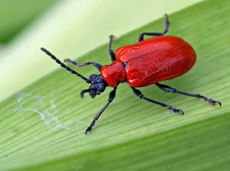 La Lilioceris lilii, principale parassita del giglio