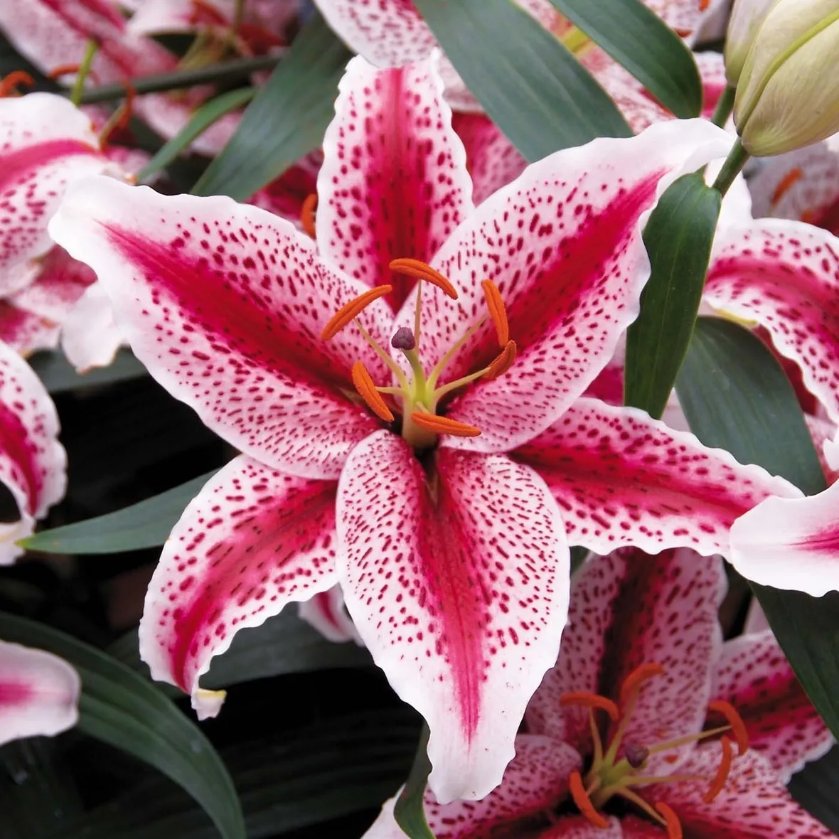 Varietà rosa di Lilium