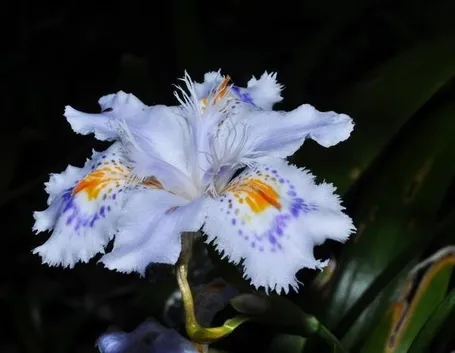 Il bellissimo fiore dell'iris japonica