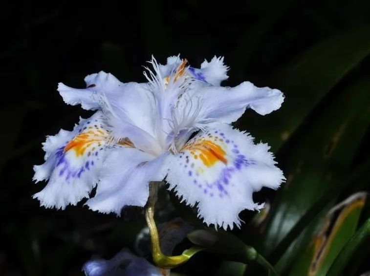 Il bellissimo fiore dell'iris japonica