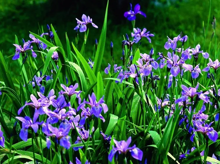 Una pianta di iris comune