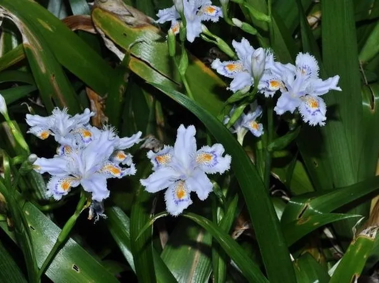 Un esemplare di iris japonica