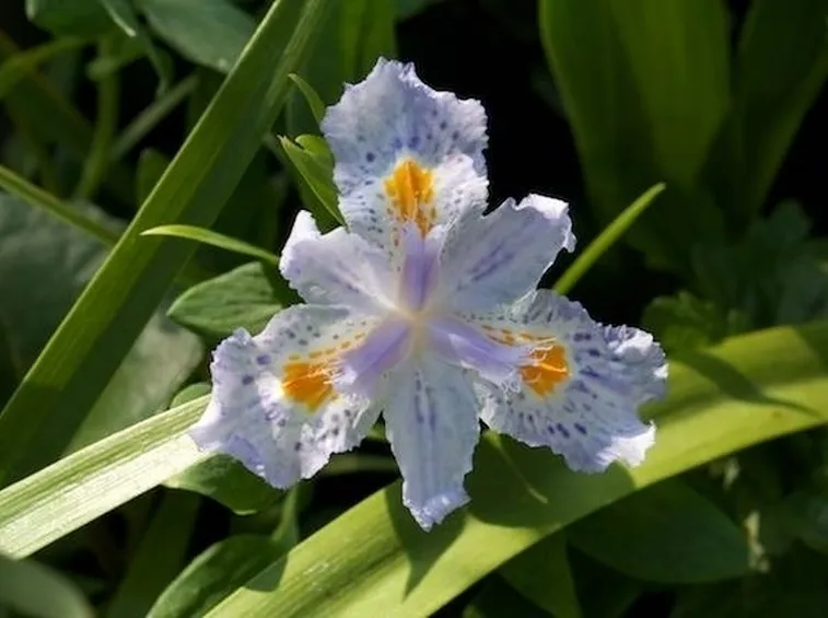Un esempio di fiore di iris japonica
