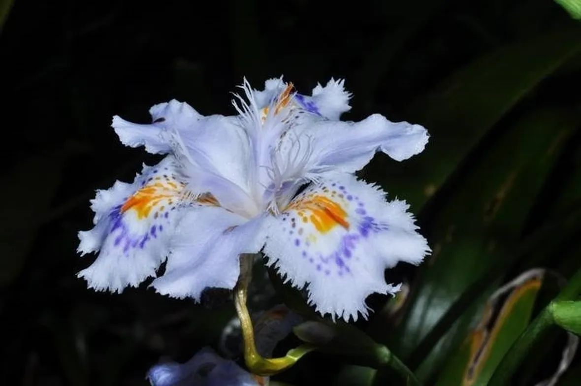 Il bellissimo fiore dell'iris japonica