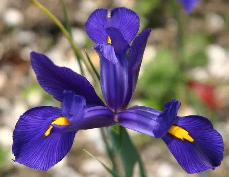iris2