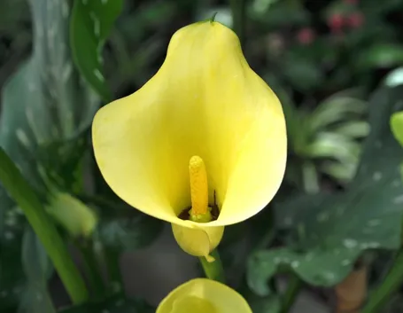 Calla gialla