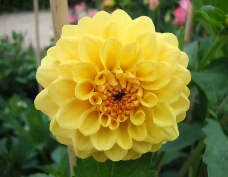 Dalia gialla