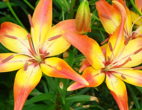 Fiori di lilium
