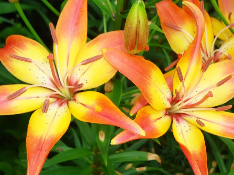 Fiori di lilium