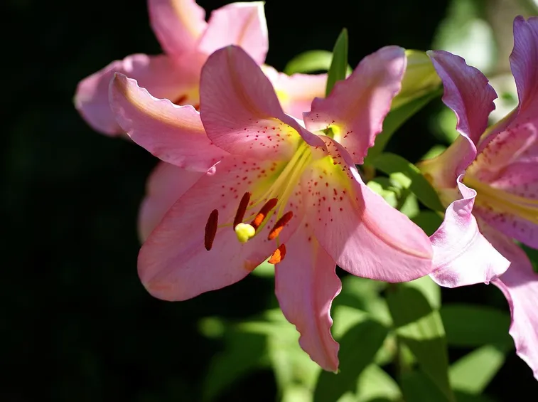 Fiori di lilium
