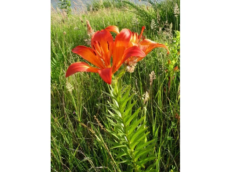 Pianta di lilium