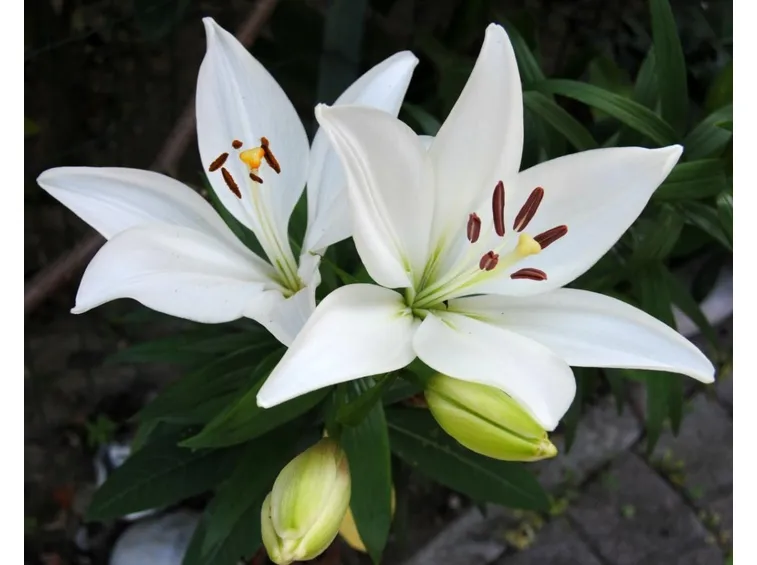 Fiori di lilium