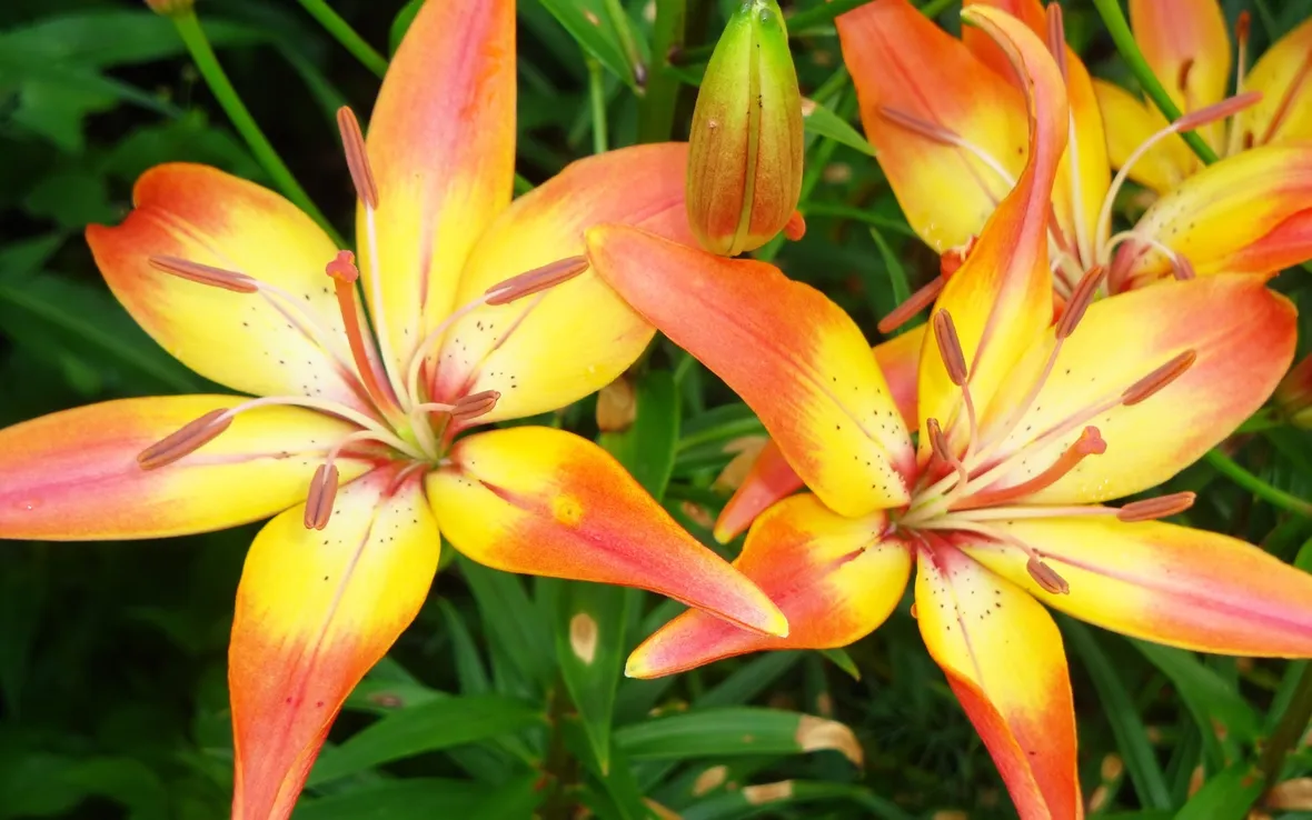 Fiori di lilium