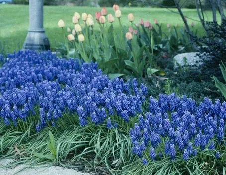 Muscari