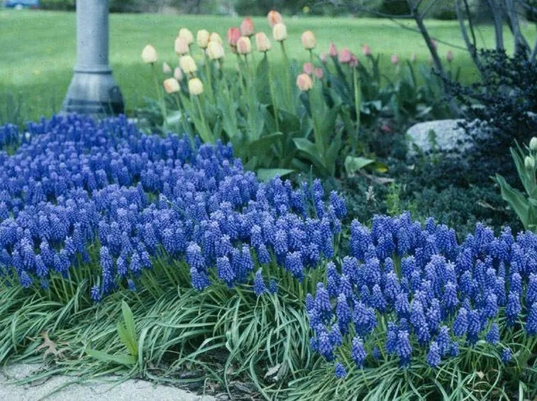Muscari