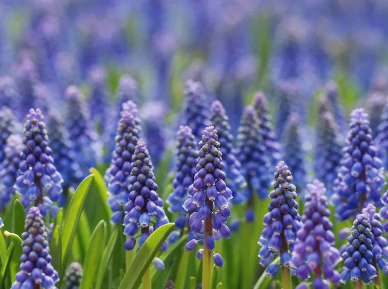 Muscari