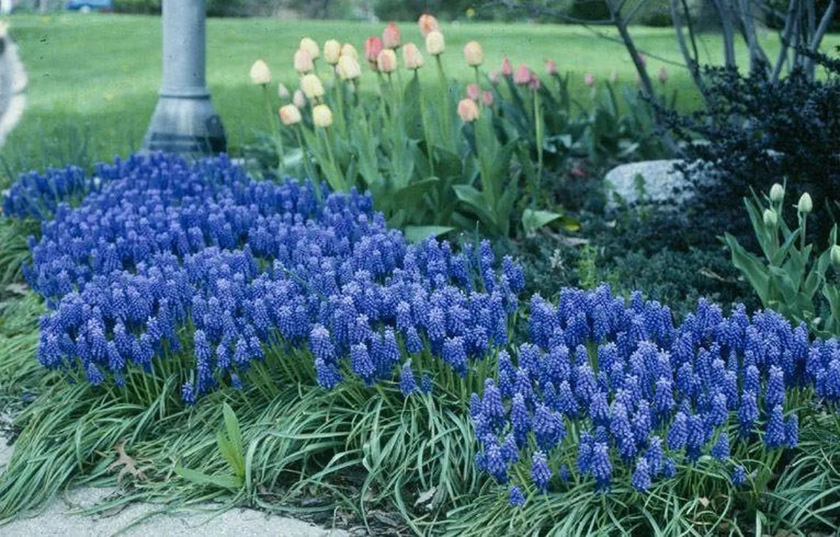 Muscari