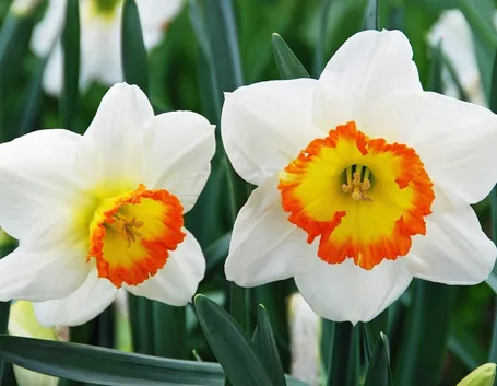 fiori di narciso