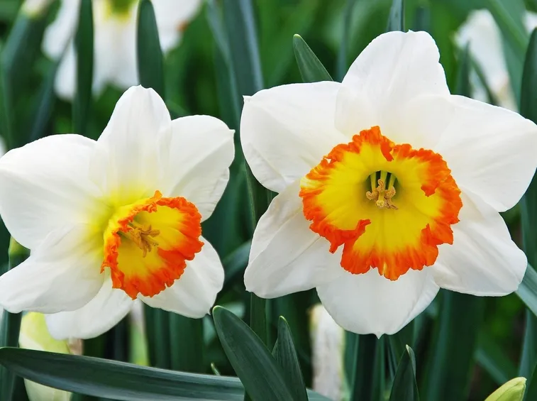 fiori di narciso