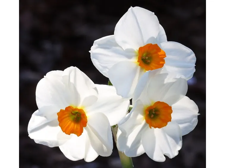 Fiore di Narcissus Geranium