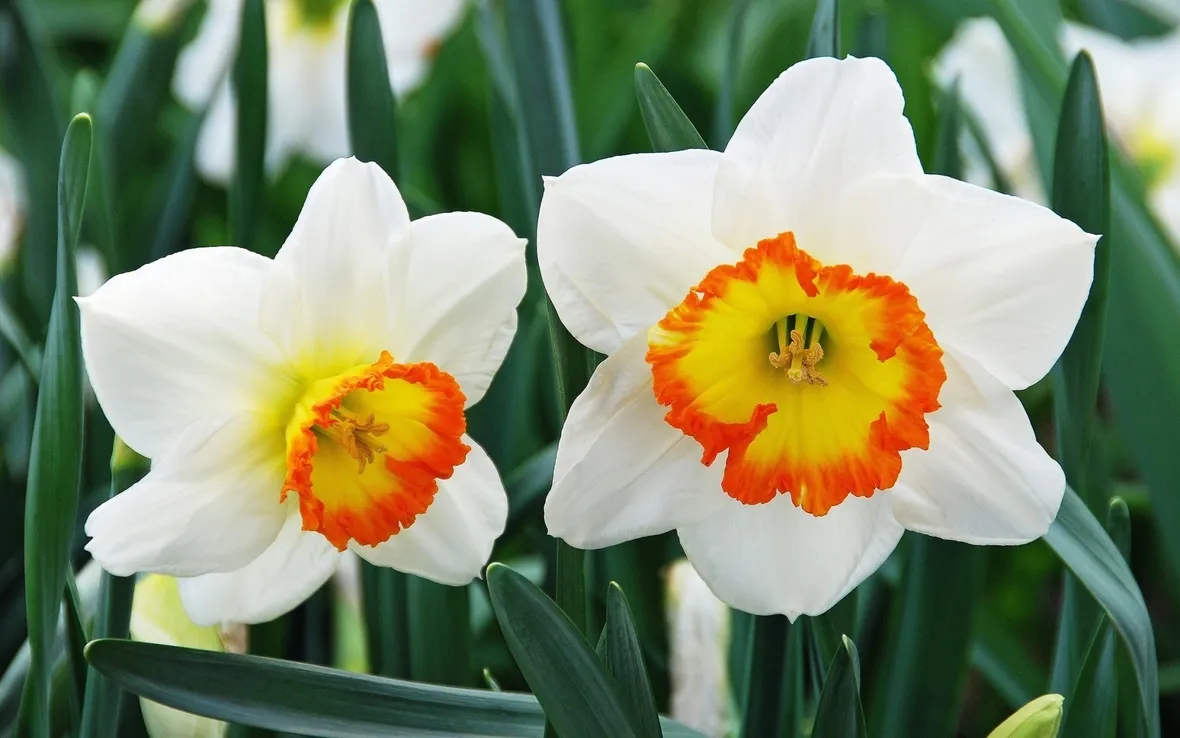 fiori di narciso