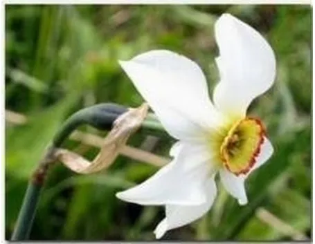 narciso2