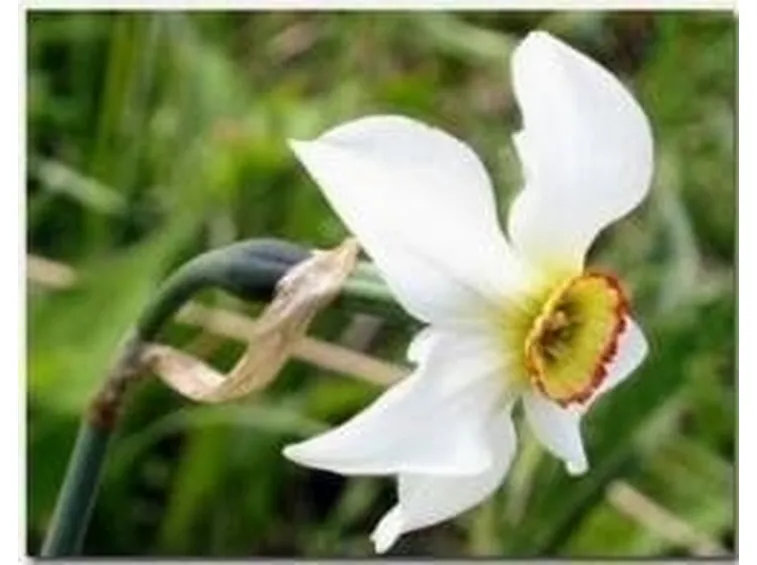 narciso2
