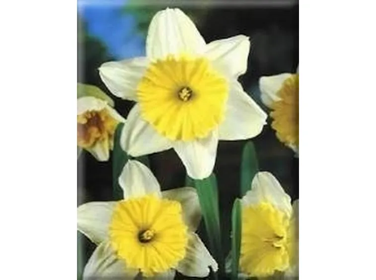 narciso3