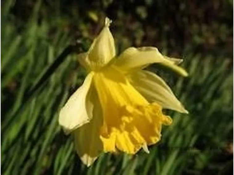 narciso1
