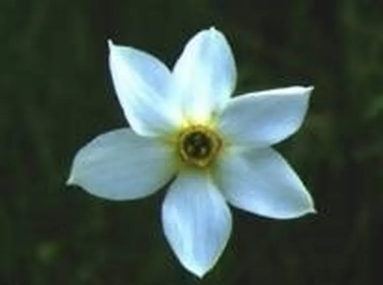 narciso4
