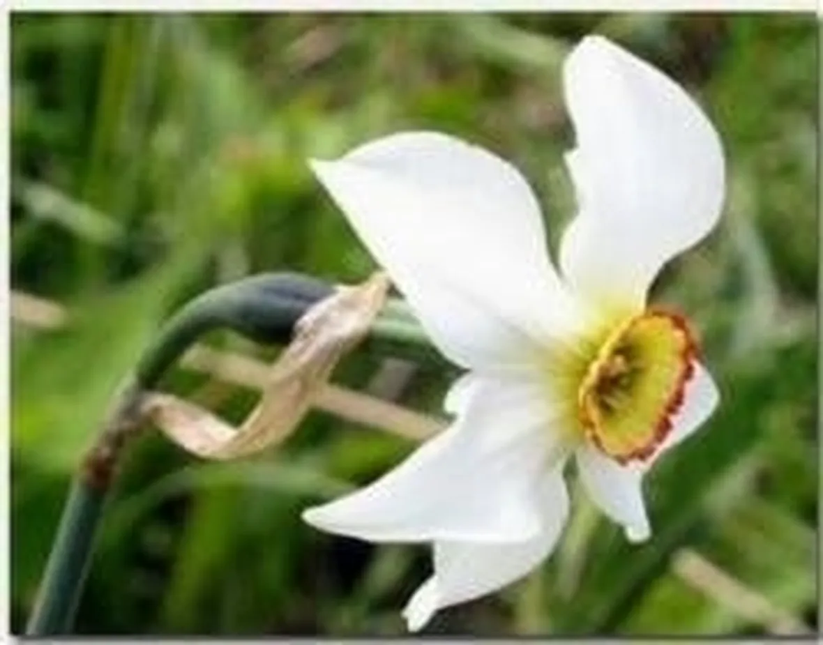 narciso2