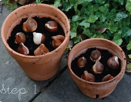 bulbi tulipano in vaso