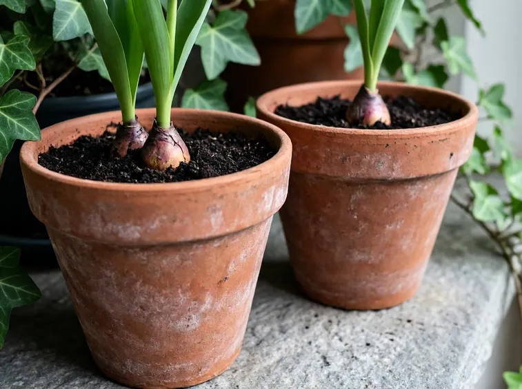 bulbi tulipano in vaso