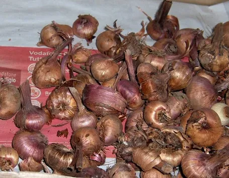 Bulbi da fiore