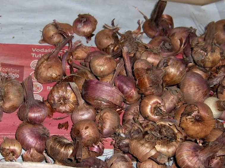 Bulbi da fiore