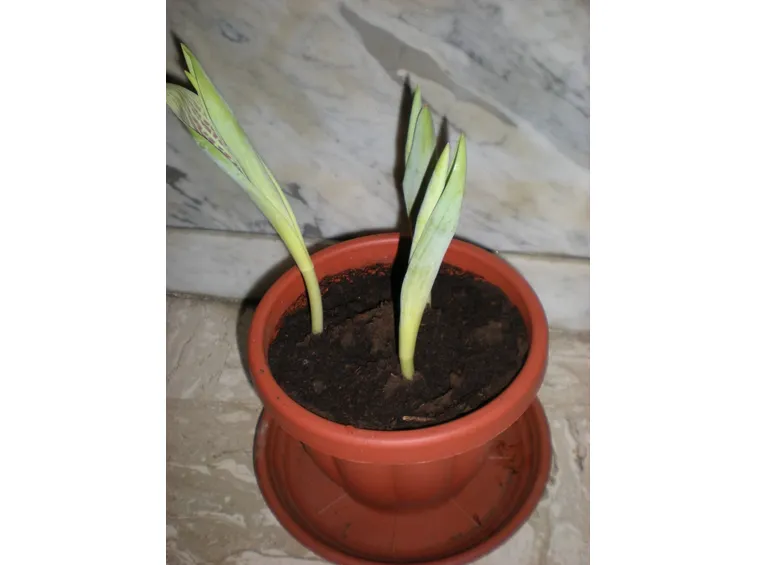 Bulbi di tulipani germogliati