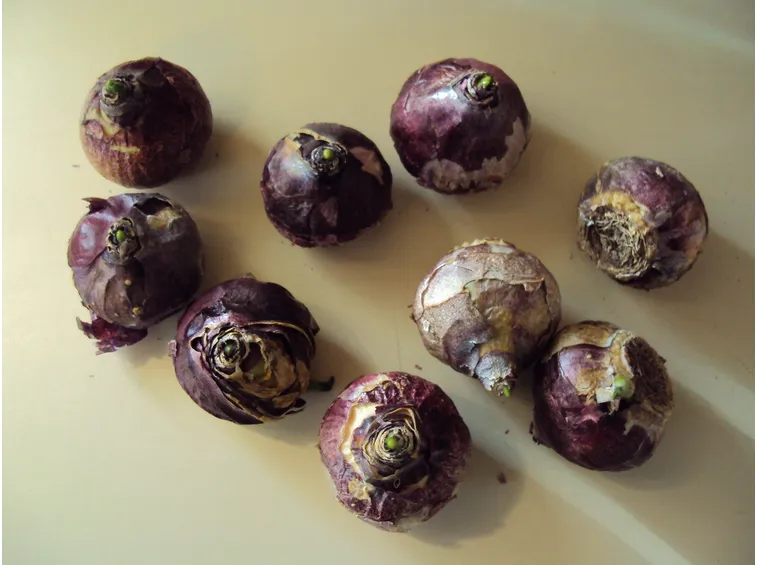 Bulbi di giacinto