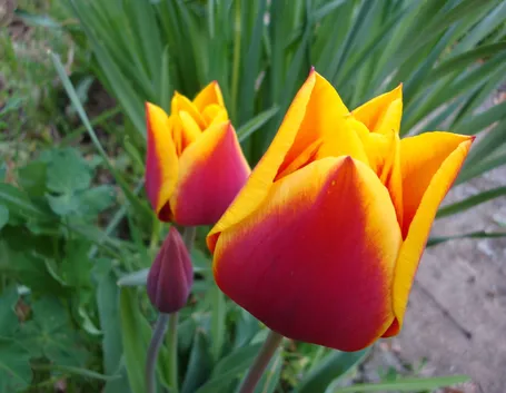 Stupendi tulipani bicolori