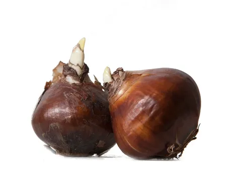 Bulbi di tulipani