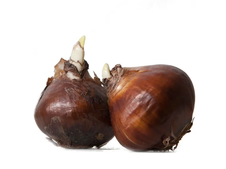 Bulbi di tulipani