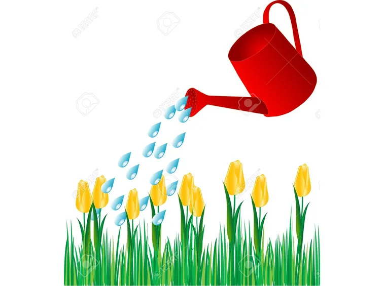 Cura dei tulipani