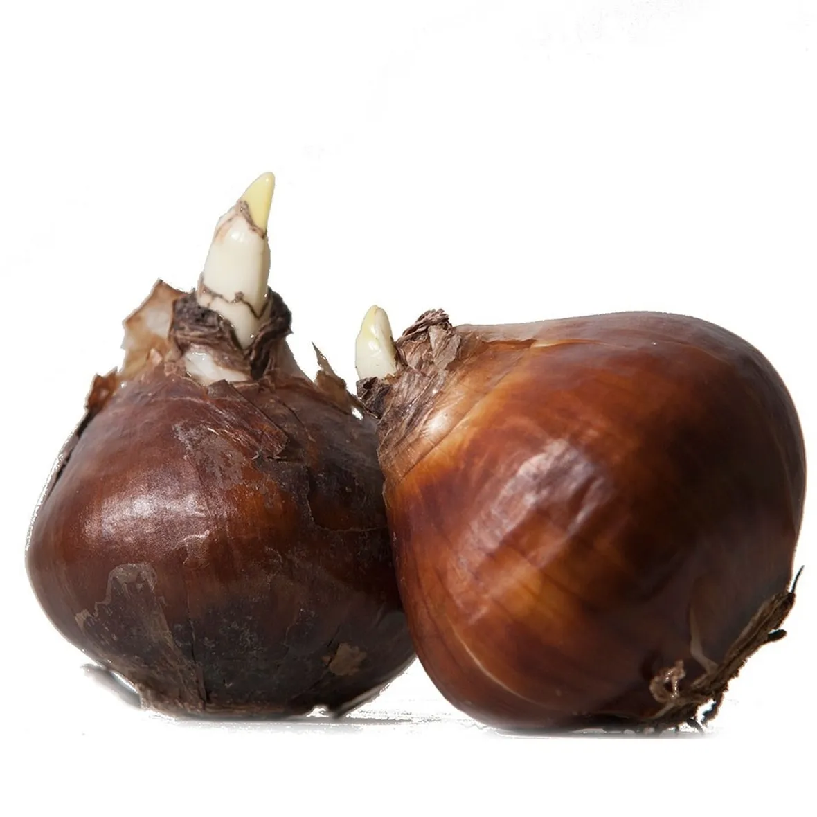 Bulbi di tulipani