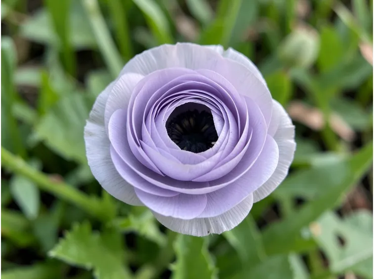 Ranuncolo