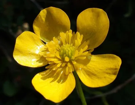 Ranunculus bulbosus, una specie spontanea molto comune in Italia