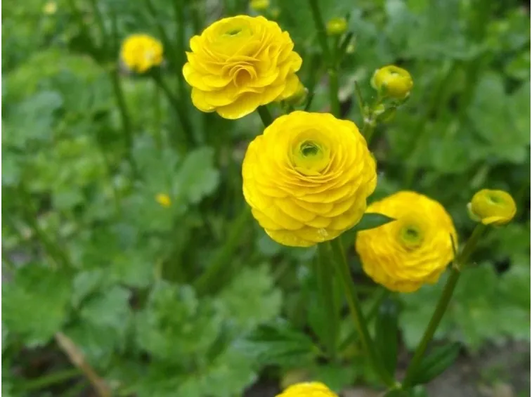 Ranunculus acris varietà 