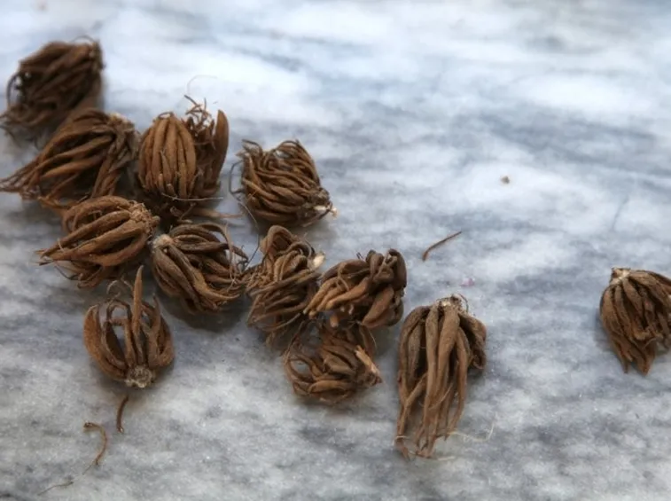 Radici tuberose di Ranunculus
