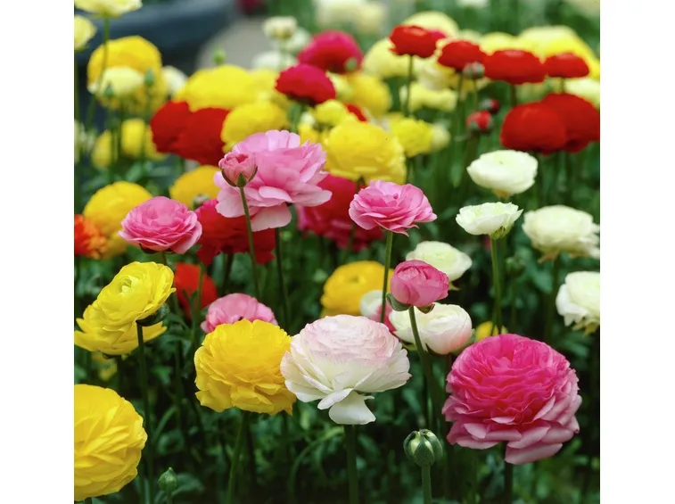 Gruppi di Ranunculus asiaticus di varie tinte