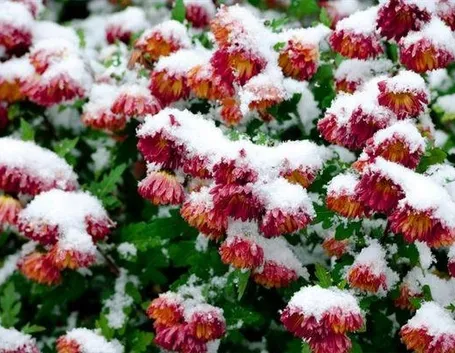 fiori in inverno