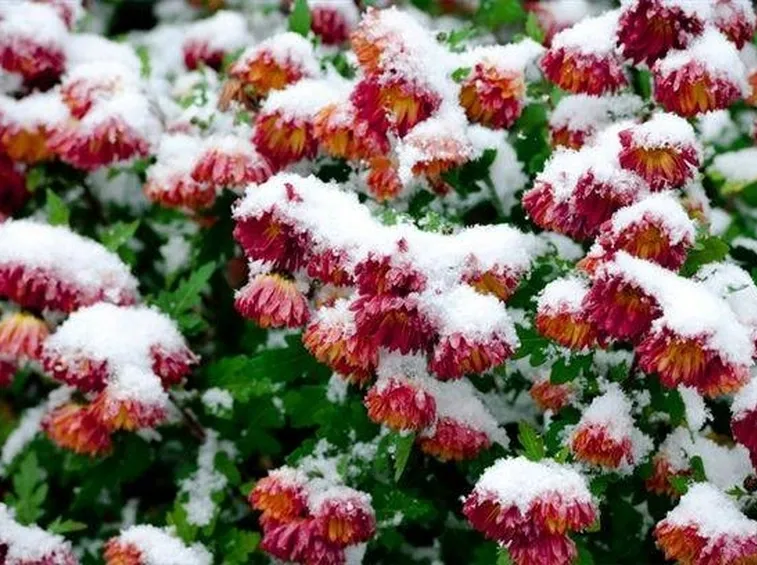 fiori in inverno
